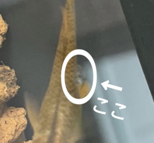 $recommendpost['title']