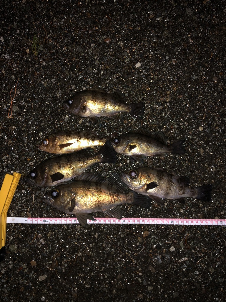 メバル開幕 七尾店 石川トヨタ自動車株式会社 公式webサイト 日常